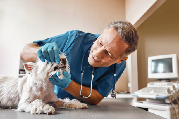 Best Emergency Tooth Extraction  in Oak Hills Pce, LA